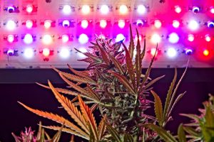 cannabis-under-LED