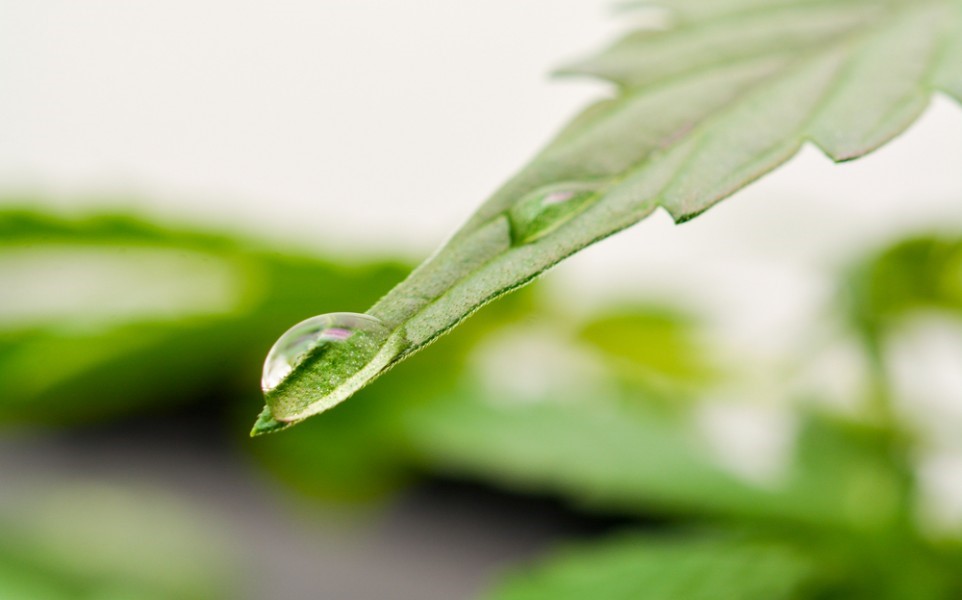 Medical Benefits of Cannabis_header_image