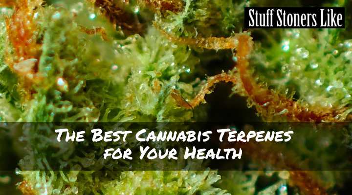 Best Cannabis Terpenes