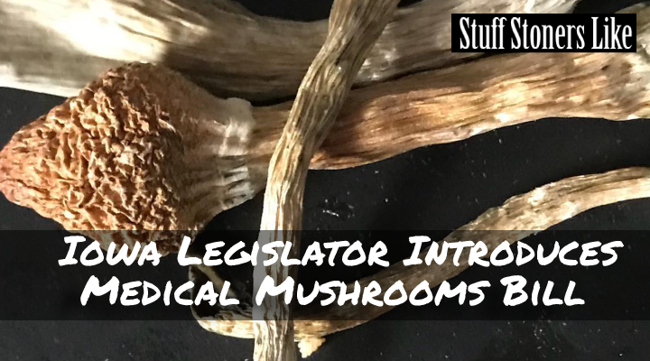 Iowa Medical Mushrooms