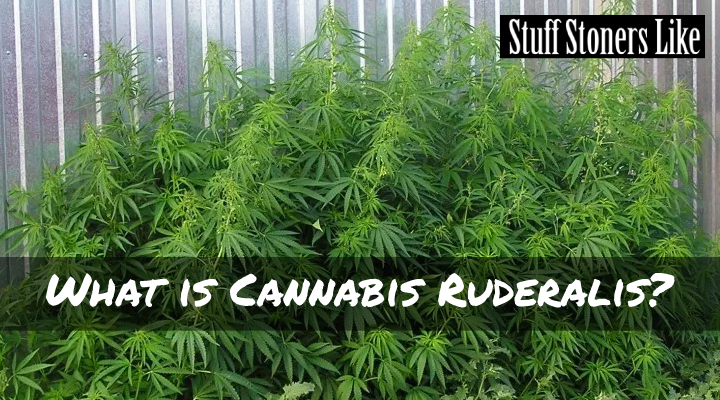 Cannabis Ruderalis is a completely different species than Cannabis Sativa or Indica