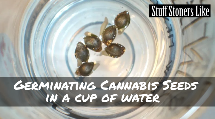 Germinating cannabis seeds is simple as dropping them in a cup of water