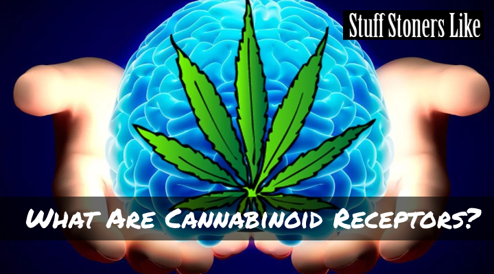 What Are Cannabinoid Receptors