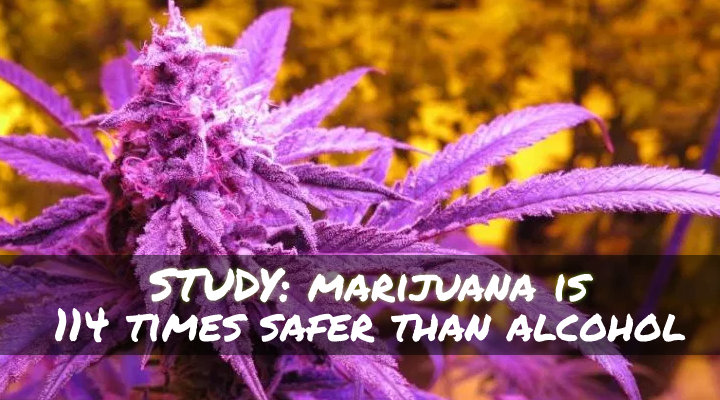 Marijuana may be as much as 114 times safer than booze, reveals a new report by the journal Scientific Reports. 