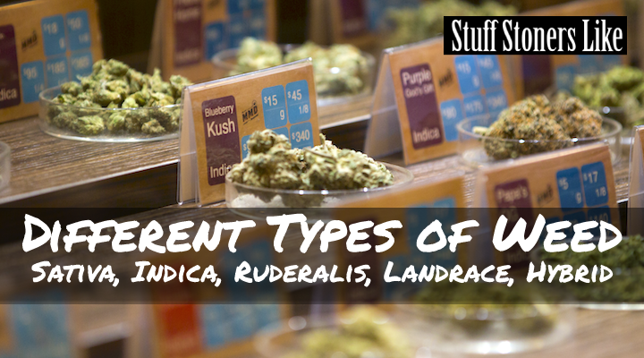 There are a lot of different types of weed out there. Some newcomers to the marijuana scene might find it a bit overwhelming. 