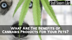 Benefits of Cannabis Products For Your Pets