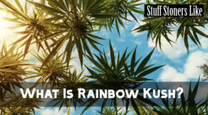 What Is Rainbow Kush