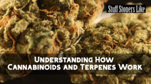 How Cannabinoids and Terpenes Work