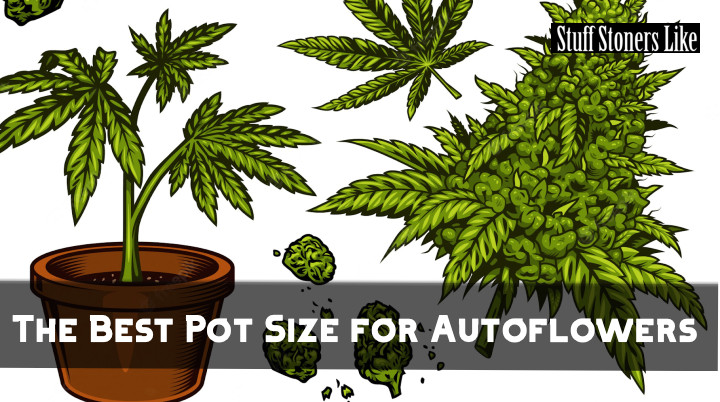 Here's how autoflower pot size affects quality