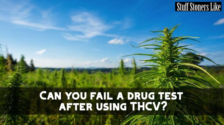 Can you fail a drug test after using THCV?