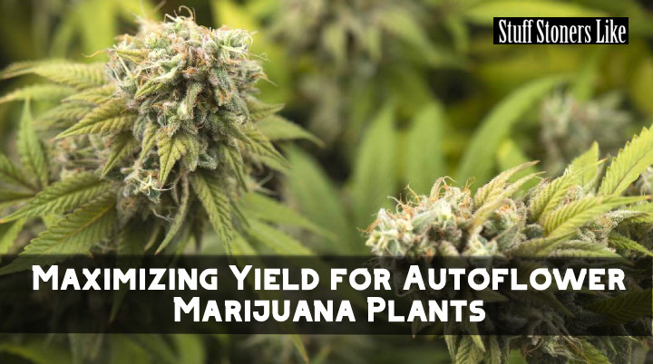 maximizing autoflower marijuana plant yield
