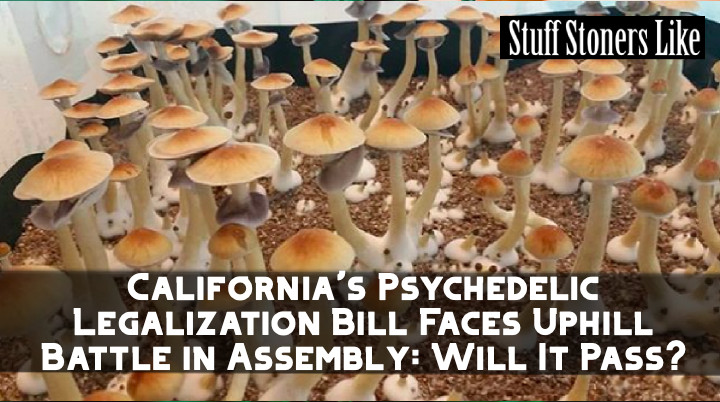 California's Psychedelic Legalization Bill Faces Uphill Battle in Assembly: Will It Pass?