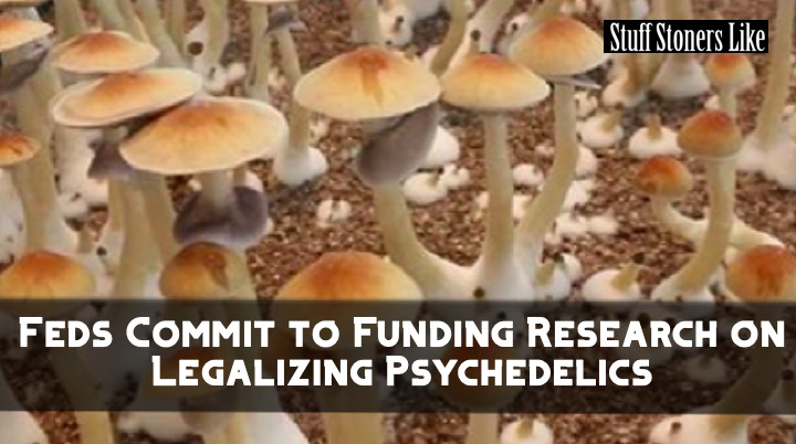 FedsCommit to Funding Research on Legalizing Psychedelics