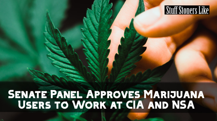 Senate Panel Approves Marijuana Users to Work at CIA and NSA
