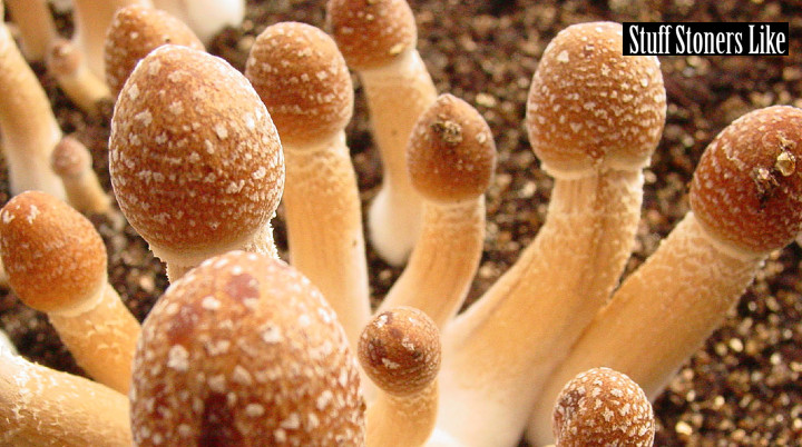 The Enigmatic Bond: the Mycelium Web and Psilocybin Mushrooms