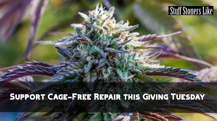 Cage-Free Repair Giving Tuesday