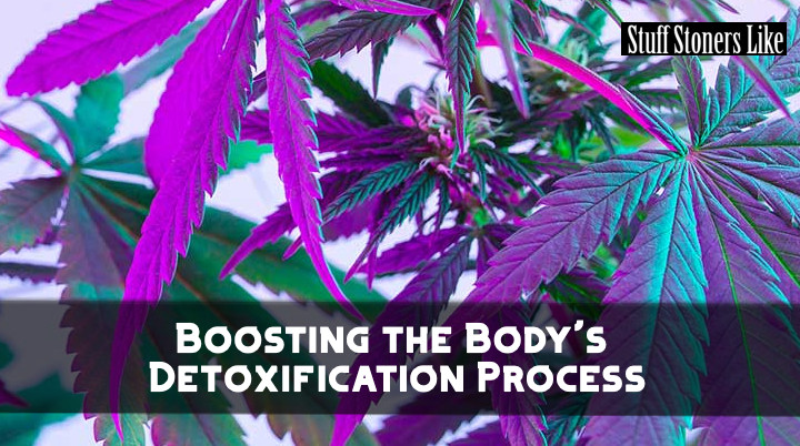 Boosting the body's detoxification process is stuff stoners like